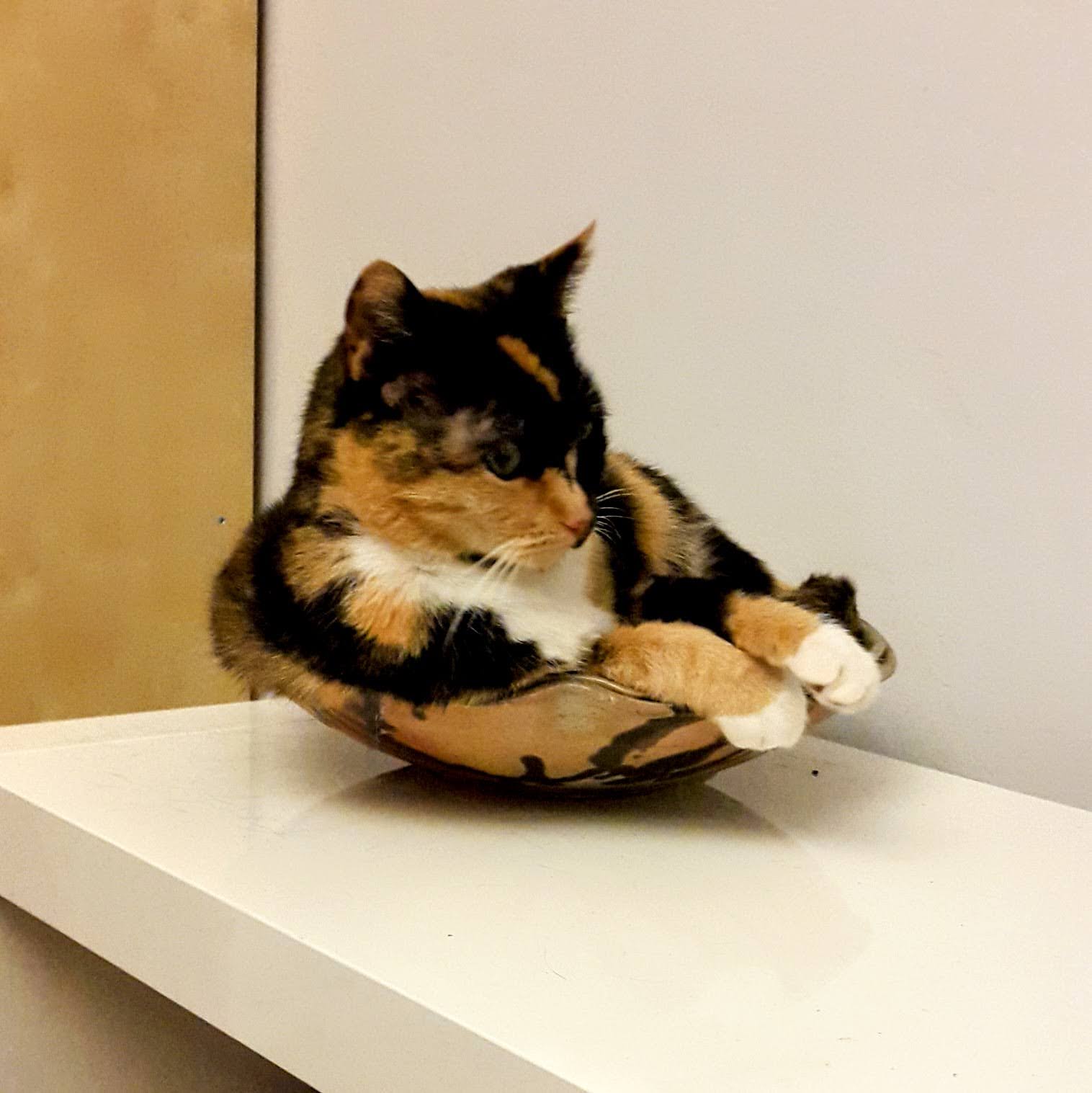 Tia