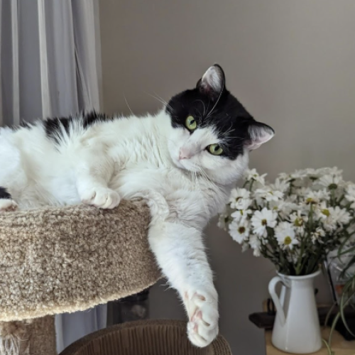 Loki
