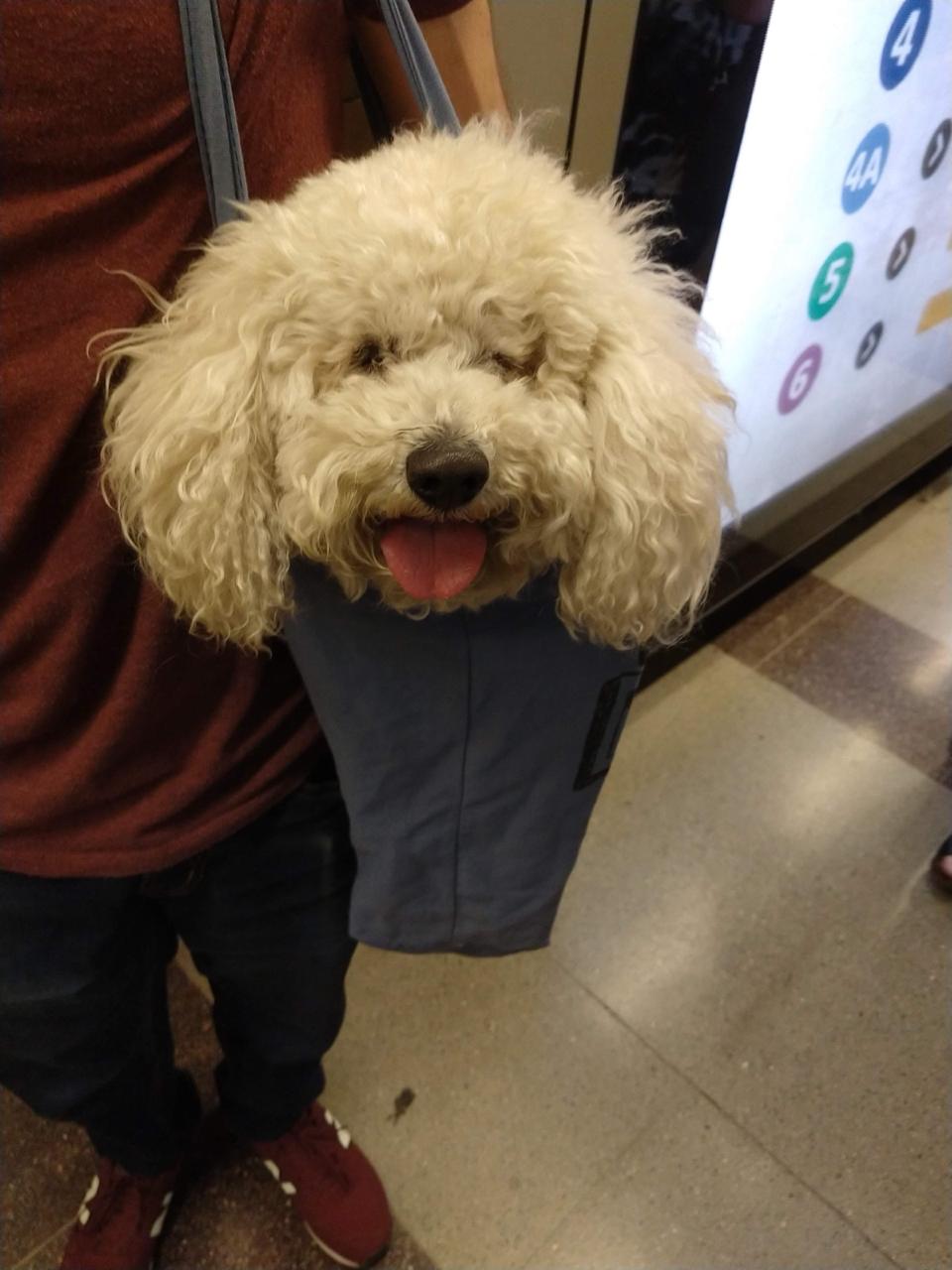 Poncho